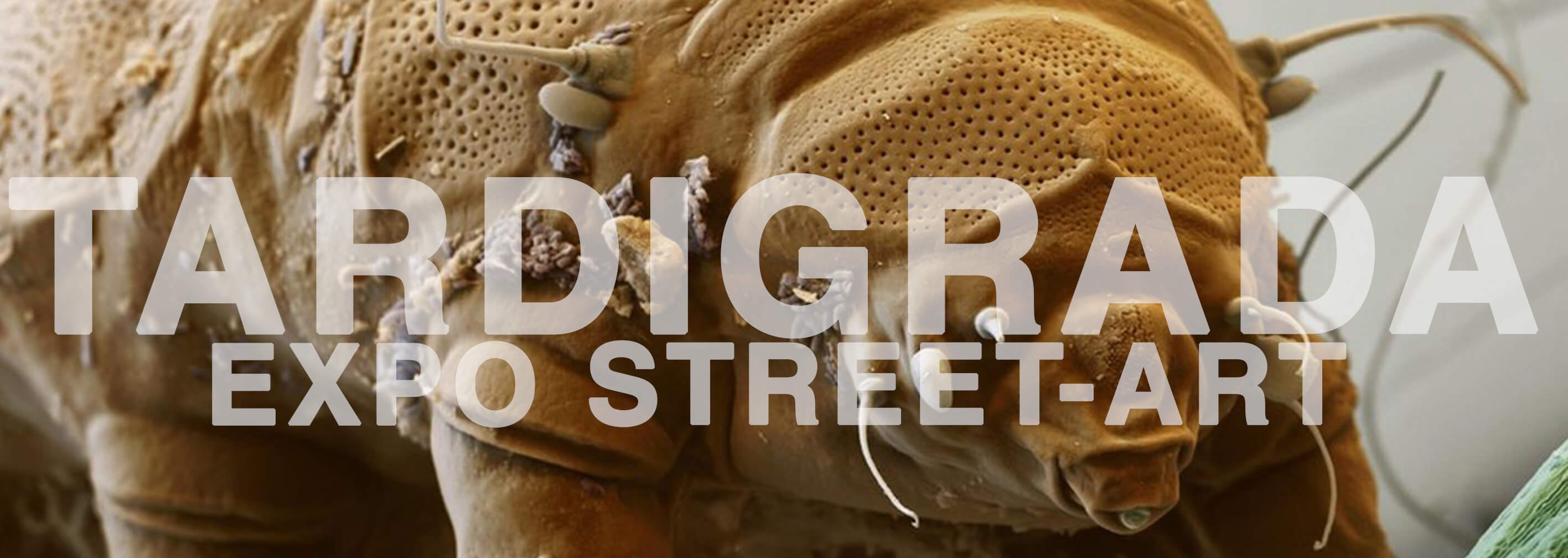 design and more tardigrade tardigrada exposition street art